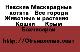 Невские Маскарадные котята - Все города Животные и растения » Кошки   . Крым,Бахчисарай